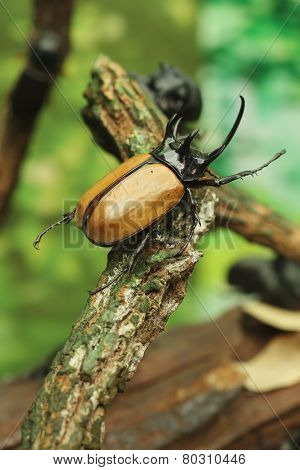Beetle On Wood