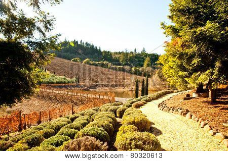 Vineyard