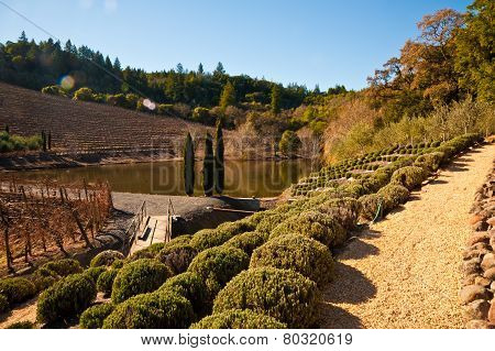 Vineyard