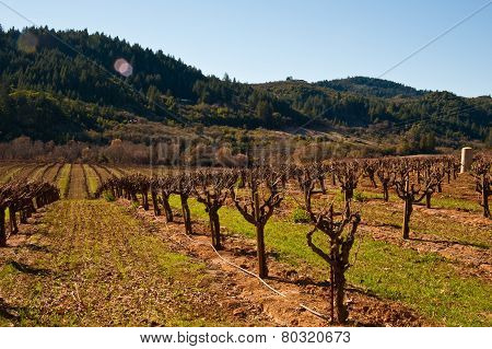 Vineyard