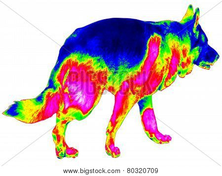 Infrared Walking German Shepherd