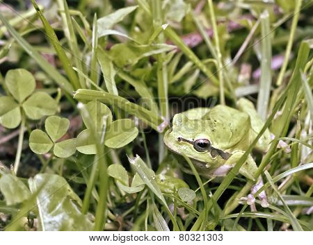 Frog In The Grass
