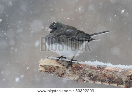 Junco On A Branch In Snow