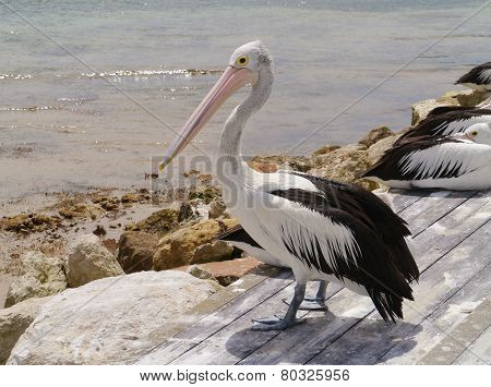 An Australian pelican at the waterfront