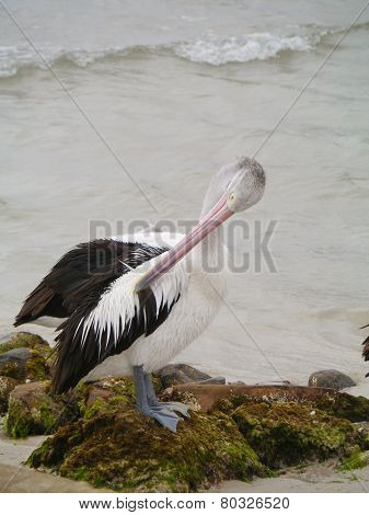 Australian Pelican