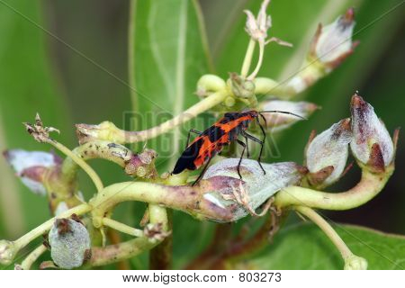 乳草属植物的 bug