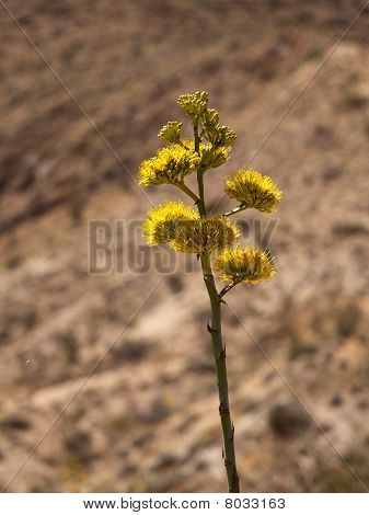 Século plantas flor no deserto