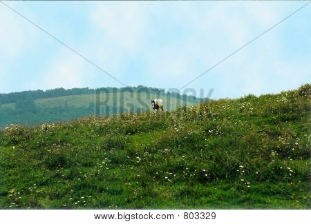 koń na górze