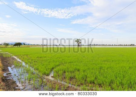 Rice Field White Cloud Blusky