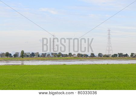 Rice Field White Cloud Blusky