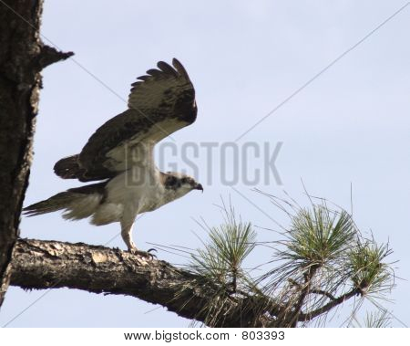Osprey Florida