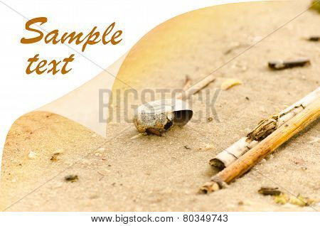 Image with sandy background curled up in a corner
