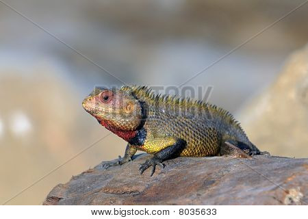 Lagarto de jardín