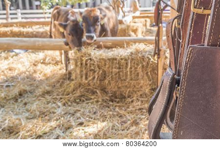 Riding Horse Equipment