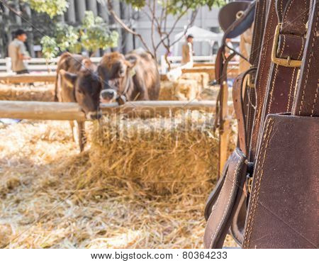 Riding Horse Equipment