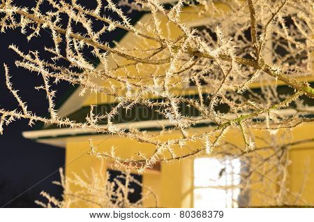 frosty night