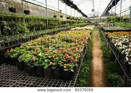 Agriculture
