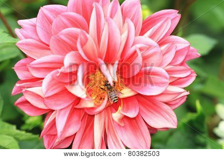 Dahlia flower and bee