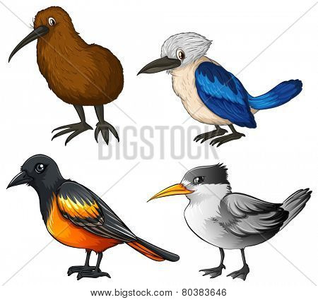 Illustration of four different kind of birds