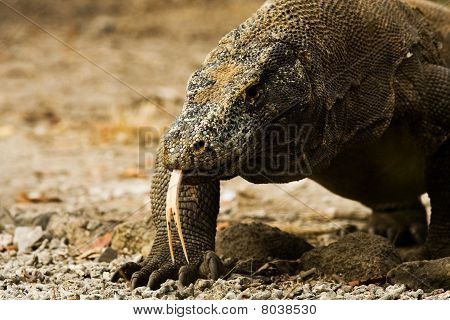 Komodo Dragon villás nyelv közel