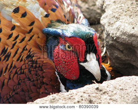 Pheasant's Head
