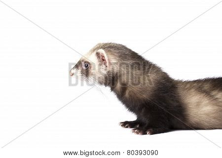 Cute grey ferret