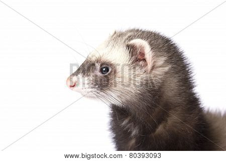 Macro muzzle
