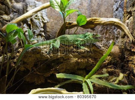 Carolina Anole lizard