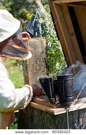 Bee-keeper smokes bees from a beehive a smoke by means of bee smoker