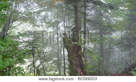 fog
