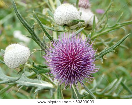 thistle