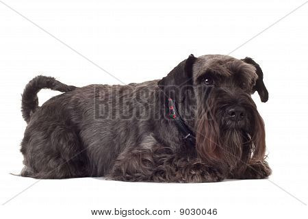 Kleine schwarze Schnauzer