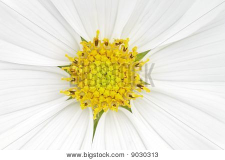 Cosmea