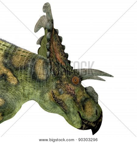 Albertaceratops Dinosaur Head