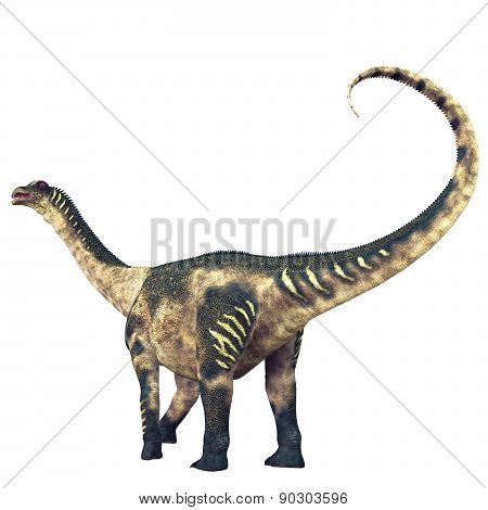 Antarctosaurus Dinosaur Tail