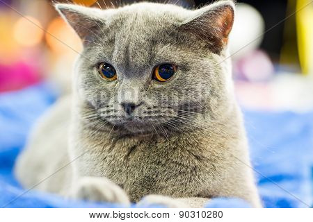 Adorable Britan Gray Cat With Orange Eyes