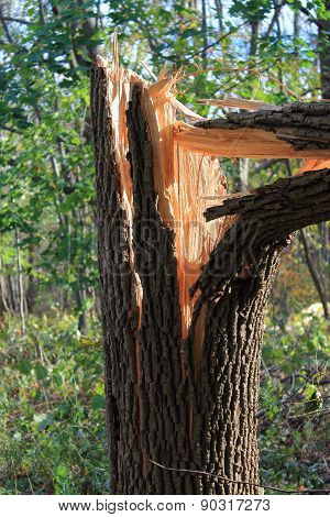 Broken Tree