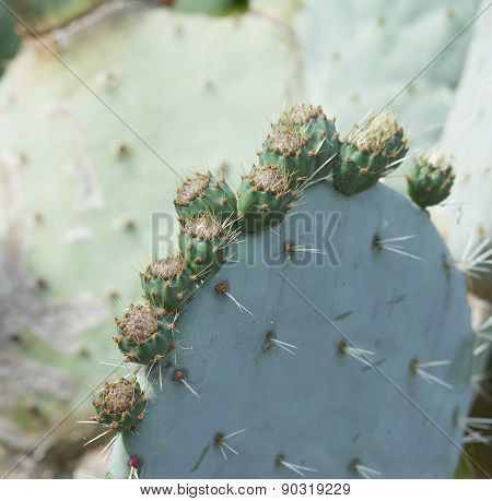 Opuntia Ficus