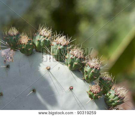 Opuntia Ficus