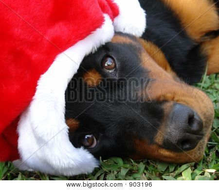 クリスマス ロットワイラー