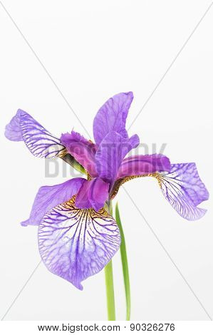 Siberian Iris Flower