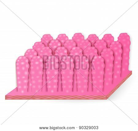 Structure Of Colon Villi
