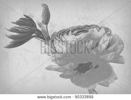 ranunculus with leaf