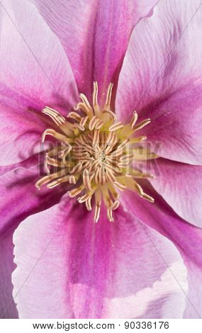 Closeup of the center of a Clematis flower