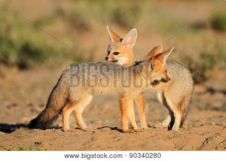 Cape foxes (Vulpes chama) at their den, Kalahari desert, South Africa