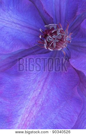 Close-up of purple Clematis