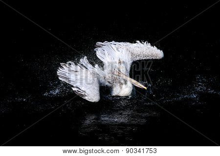 Pelican in pond