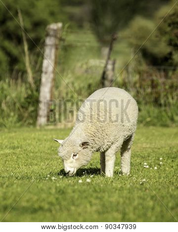 Romney Lamb