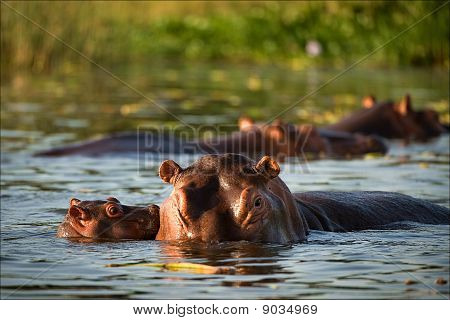 カバにキスします。