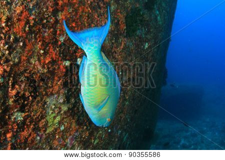 Steephead Parrotfish 